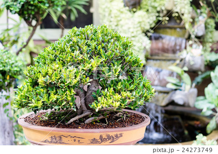 bonsai banyan tree bonsai banyan tree 24273749