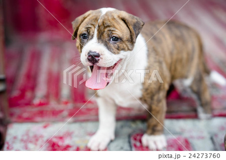 pitbull puppy dog 24273760