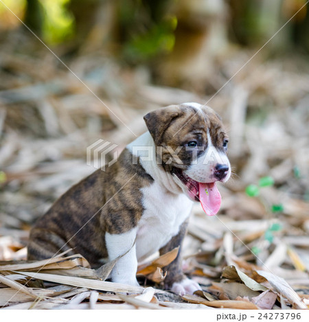 dog standing 24273796