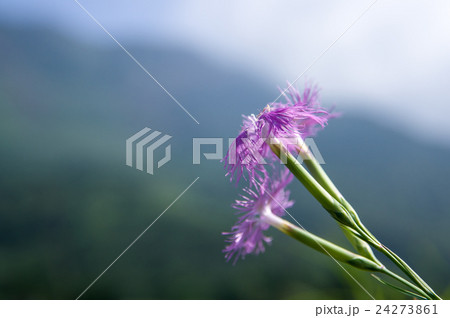 やわらぎ 24273861