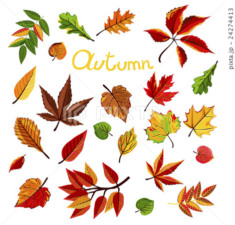 Autumn leaves vector illustration 24274413