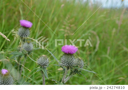 スコットランドの国花、アザミ 24274810