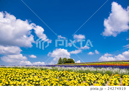 北海道 富良野 夏のかんのファーム 花の丘 北海道 富良野 夏のかんのファーム 花の丘 24274919