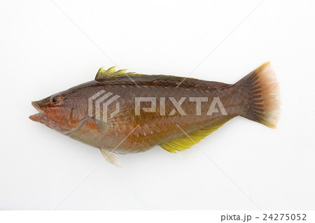 ササノハベラ雌20cm 24275052