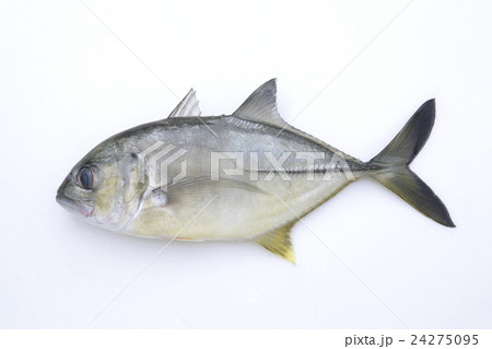 メッキ・平鯵20cm メッキ・平鯵20cm 24275095