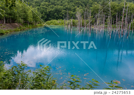 北海道 美瑛 夏の白金青い池 北海道 美瑛 夏の白金青い池 24275653