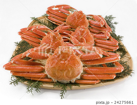 越前ガニ 24275661