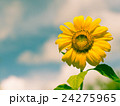 夏の終わりのヒマワリ 24275965