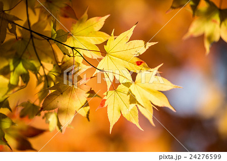 秋の風景の写真素材