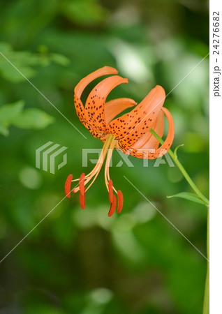 小鬼百合と緑ぼけ 24276682