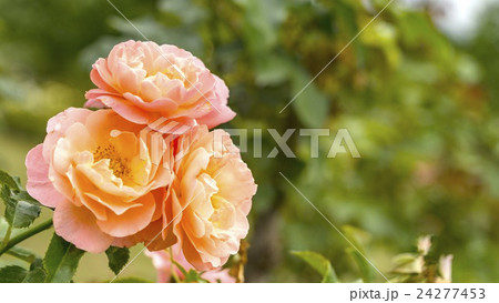 薔薇 ≪ウーメロ≫ 薔薇 ≪ウーメロ≫ 24277453