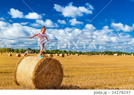 Stacks of straw - bales of hay, rolled into stacks 24278247