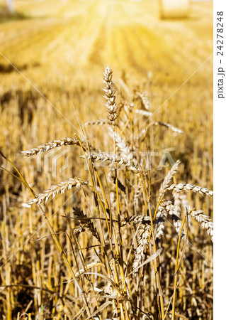 Golden ears of grain crops after harvesting 24278248