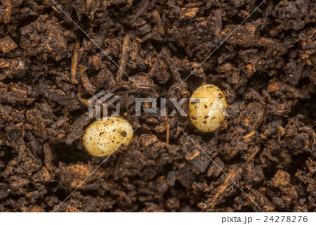カブトムシの卵 24278276
