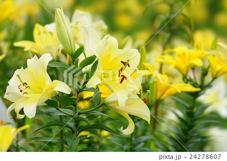 ユリの花 24278607