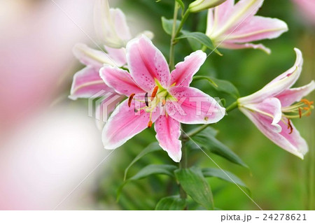 ユリの花の写真素材