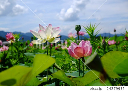 ハスの花 ハスの花 24279935