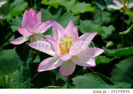 ハスの花 24279940