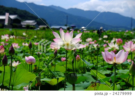 ハスの花 24279999