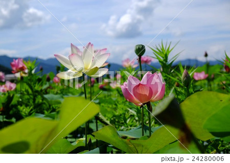 ハスの花 24280006