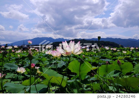 ハスの花 ハスの花 24280246