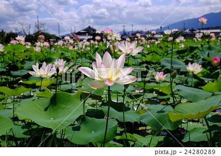 ハスの花 ハスの花 24280289