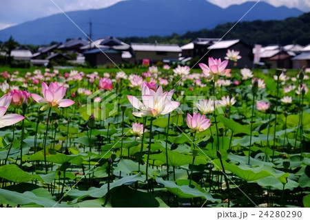 ハスの花 ハスの花 24280290