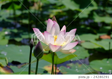 ハスの花 ハスの花 24280291