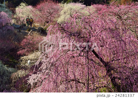 静岡県掛川市龍尾神社のしだれ梅 24281337
