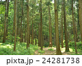 森林の風景 24281738