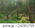森林の風景 24281739