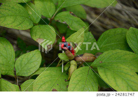 ヤマシャクヤク・山芍薬の実 ヤマシャクヤク・山芍薬の実 24281747