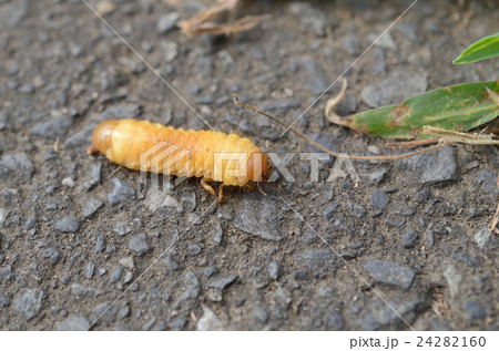 カブトムシ 兜虫の幼虫の写真素材