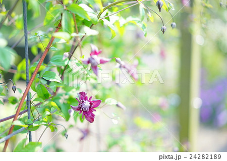 クレマチス クレマチス 24282189