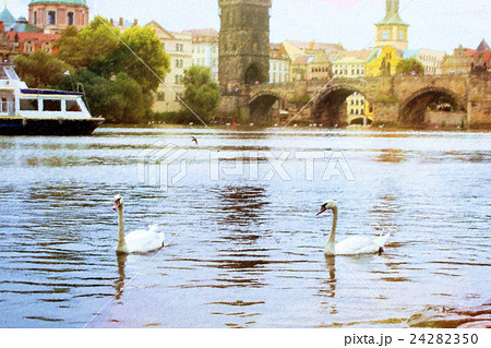 Swans on the Vltava river 24282350