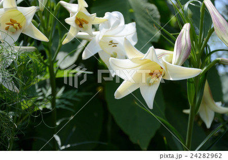 タカサゴユリ・高砂百合 24282962