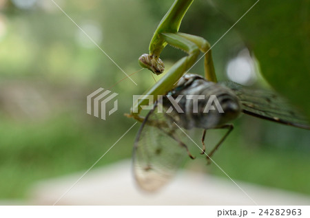 ミンミンゼミ・ミンミン蝉を捕食しているオオカマキリ・大蟷螂 24282963