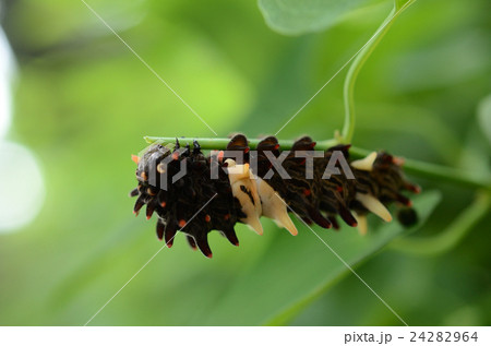 ジャコウアゲハチョウ・麝香鳳蝶の幼虫 24282964