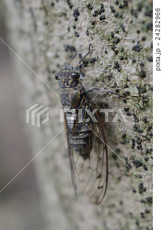 ヒグラシ・日暮 24282966