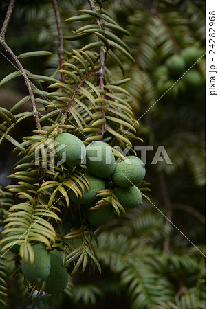 カヤ・榧の木の実 24282968