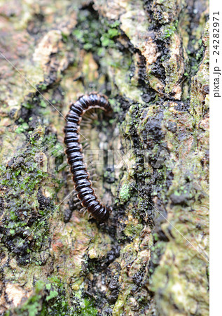 ヤスデ・馬陸 24282971