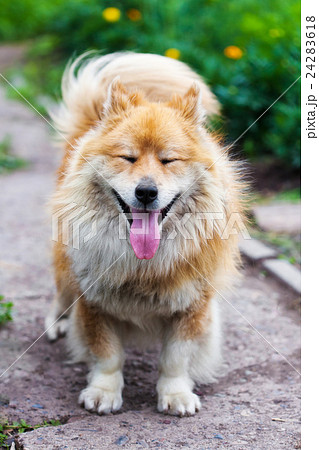 Funny little dog looking up 24283618