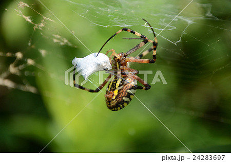 糸で獲物を捕獲するナガコガネグモ 長黄金蜘蛛の写真素材