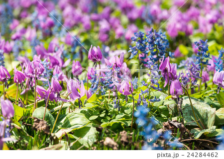 カタクリ群生 24284462