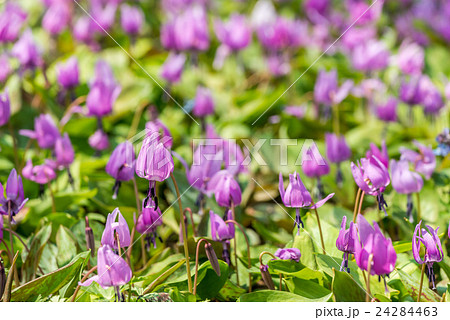 カタクリ群生 24284463
