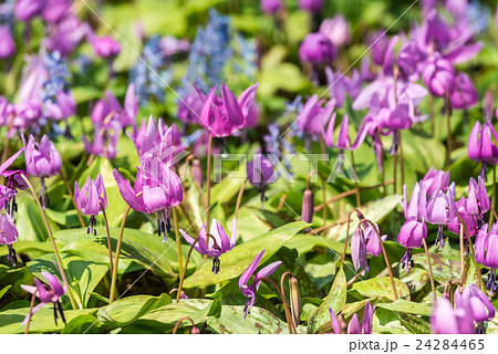 カタクリ群生 カタクリ群生 24284465