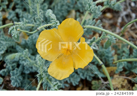 Beautiful yellow flower 24284599