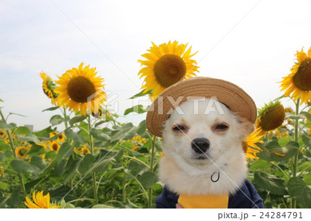 おとぼけ顔のプリン 24284791