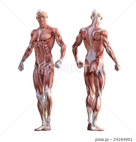 男性 筋肉標本 人体標本 Perming3dcg イラスト素材のイラスト素材