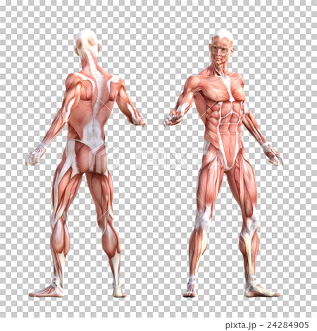 男性肌肉標本人體標本perming3DCG插圖素材 男性肌肉標本人體標本perming3DCG插圖素材 24284905
